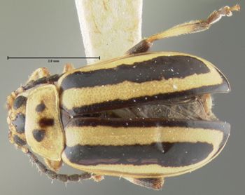 Media type: image;   Entomology 33649 Aspect: habitus dorsal view